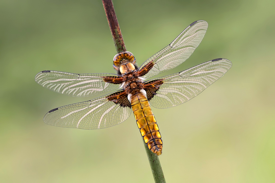 Broad Bodied Chaser female 3